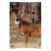 Birchwood Casey 16.5x24" Pregame Whitetail Deer Targets, 3 Pack