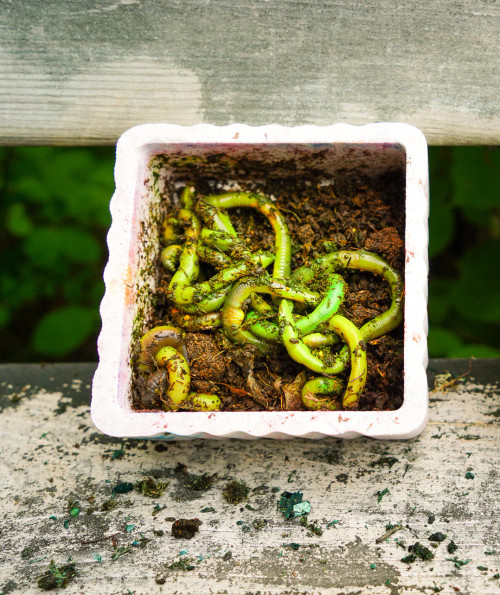 Lil Mac's Worm Colourant Kit, Chartreuse, 1oz