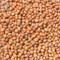 Organic Radish Sprouting Seeds