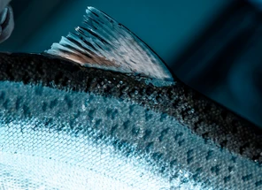 Lake Michigan Salmon Trolling Tips: Silver Streak Spoon Colors & Profiles