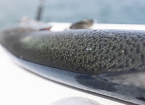 A Lifetime of Fishing Lake Huron A Lifetime of Fishing Lake Huron