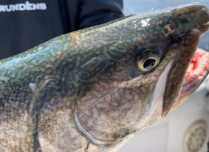 Best Lake Huron Fishing Ports In Michigan