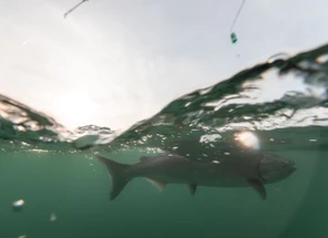 Lake Ontario Salmon Fishing in Olcott, NY: Captain Vince Pierleoni Breaks Down Seasons, Structure, and Strategy