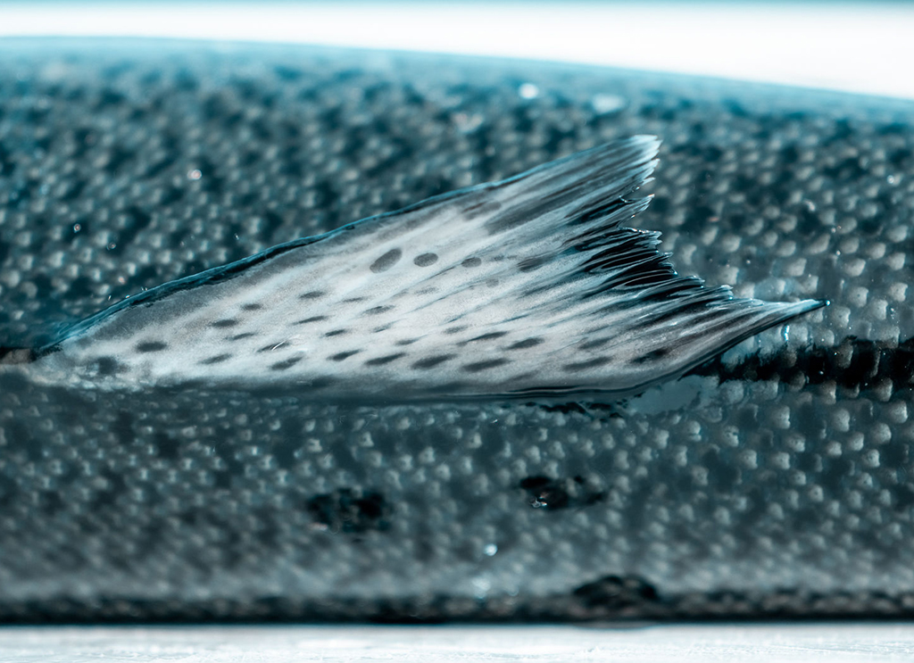 Salmon Fishing Lake Michigan from Port Washington Fish Hawk Electronics