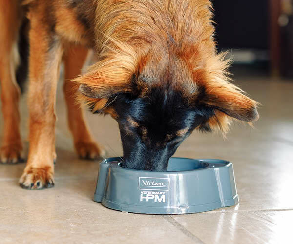 Hundefoder
