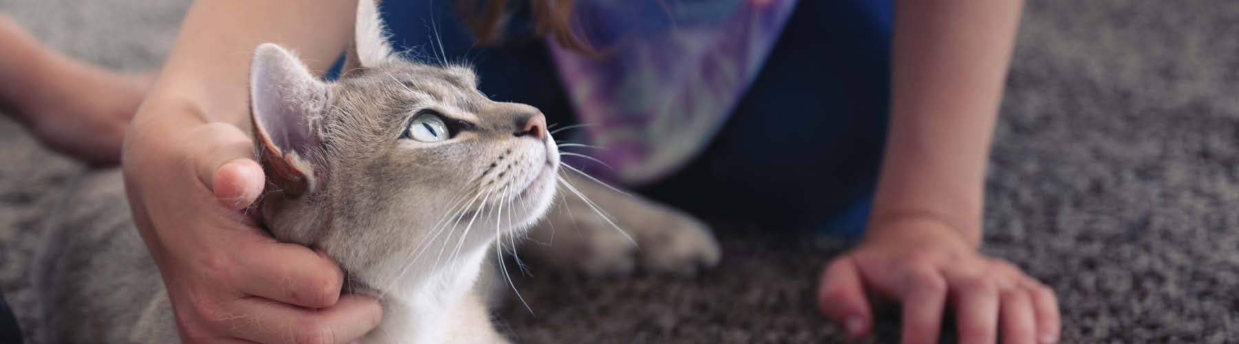 Happy Cat
