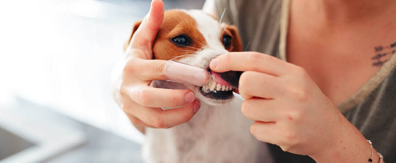 Pet Owner with Dog