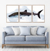 Tiger Shark Watercolour Set Of 3 Wall Art Home Decor Picture Framed Prints