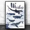 Types Of Whale Children's Nursery Kids Wall Art Print