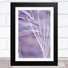 Ear Of Wheat Lilac Purple Design 3 Wall Art Print