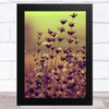 Blooming Lavender In A Field Home Wall Art Print
