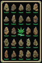 Marijuana - Best Buds Poster