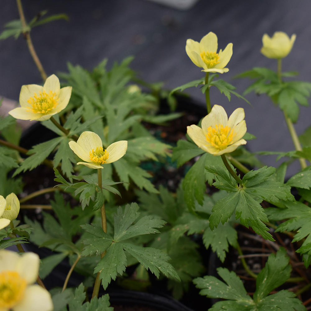 Globeflower
