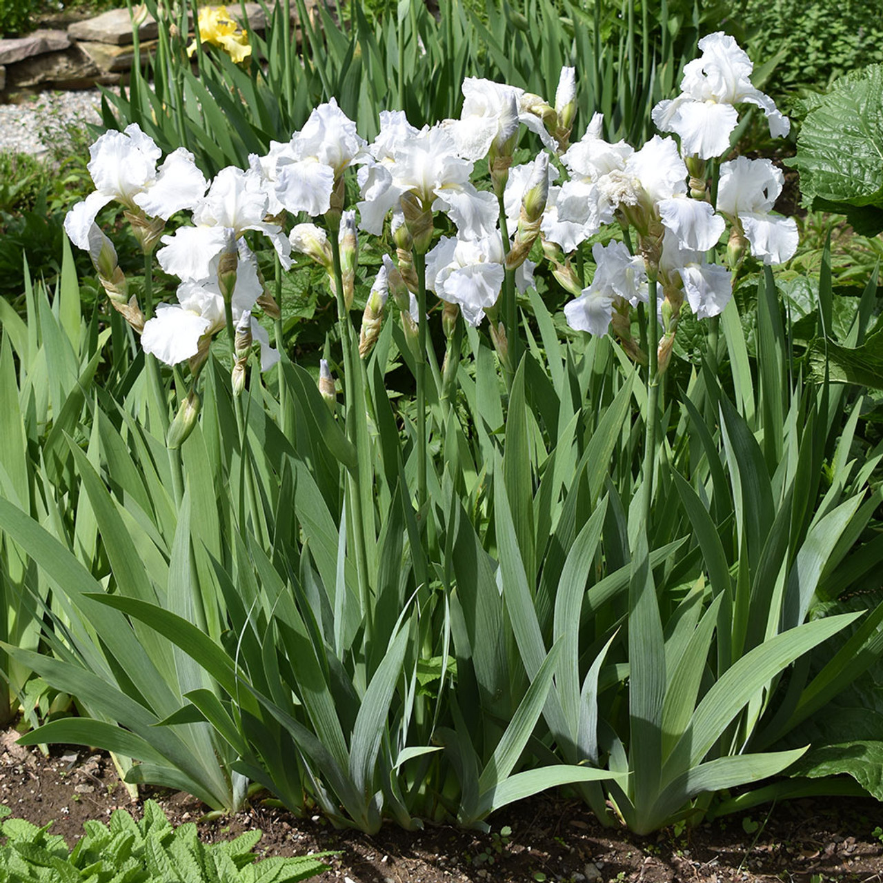 Iris Germanica Immortality Horsford Gardens And Nursery iris-germanica-immortality-horsford-gardens-and-nursery