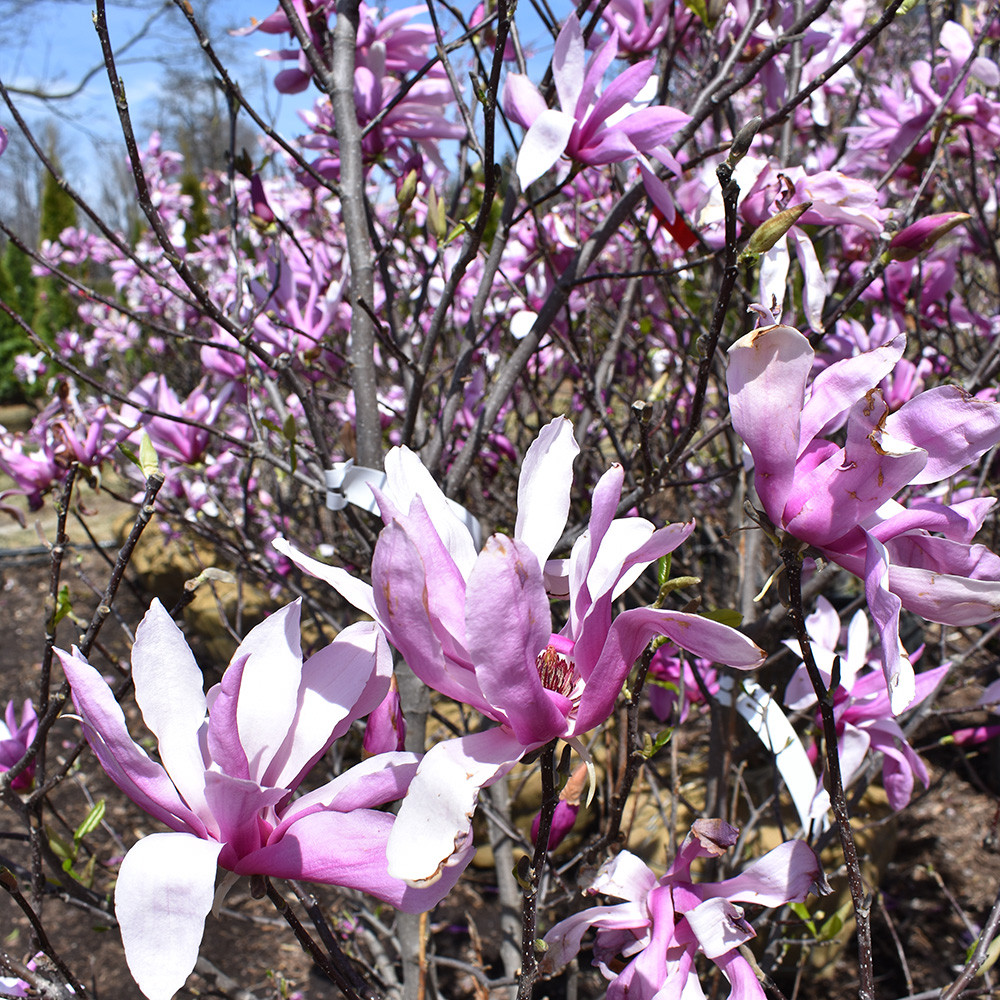 Magnolia x liliiflora 'Jane' Horsford Gardens and Nursery