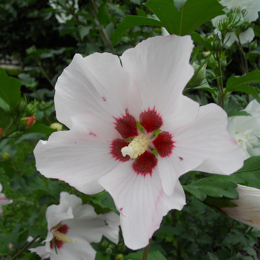 Hibiscus syriacus 'Lil' Kim' Horsford Gardens and Nursery