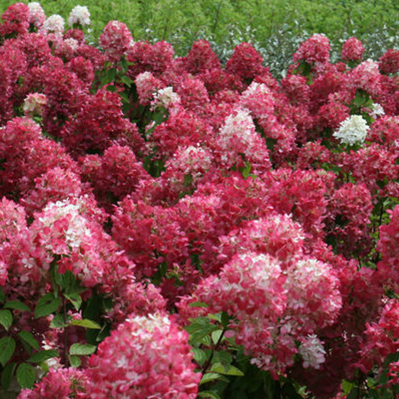Hydrangea paniculata 