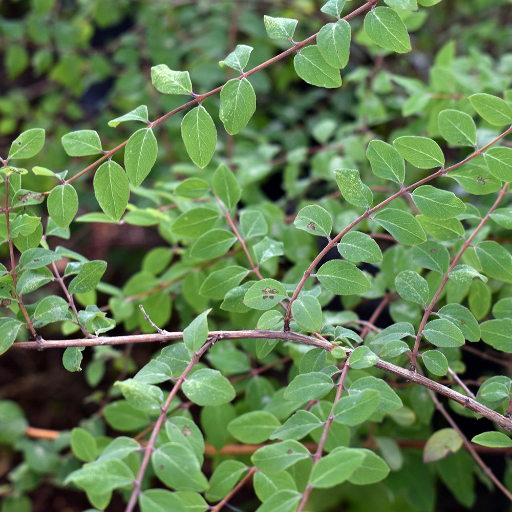 Symphoricarpos x chenaultii 'Hancock' - Horsford Gardens and Nursery