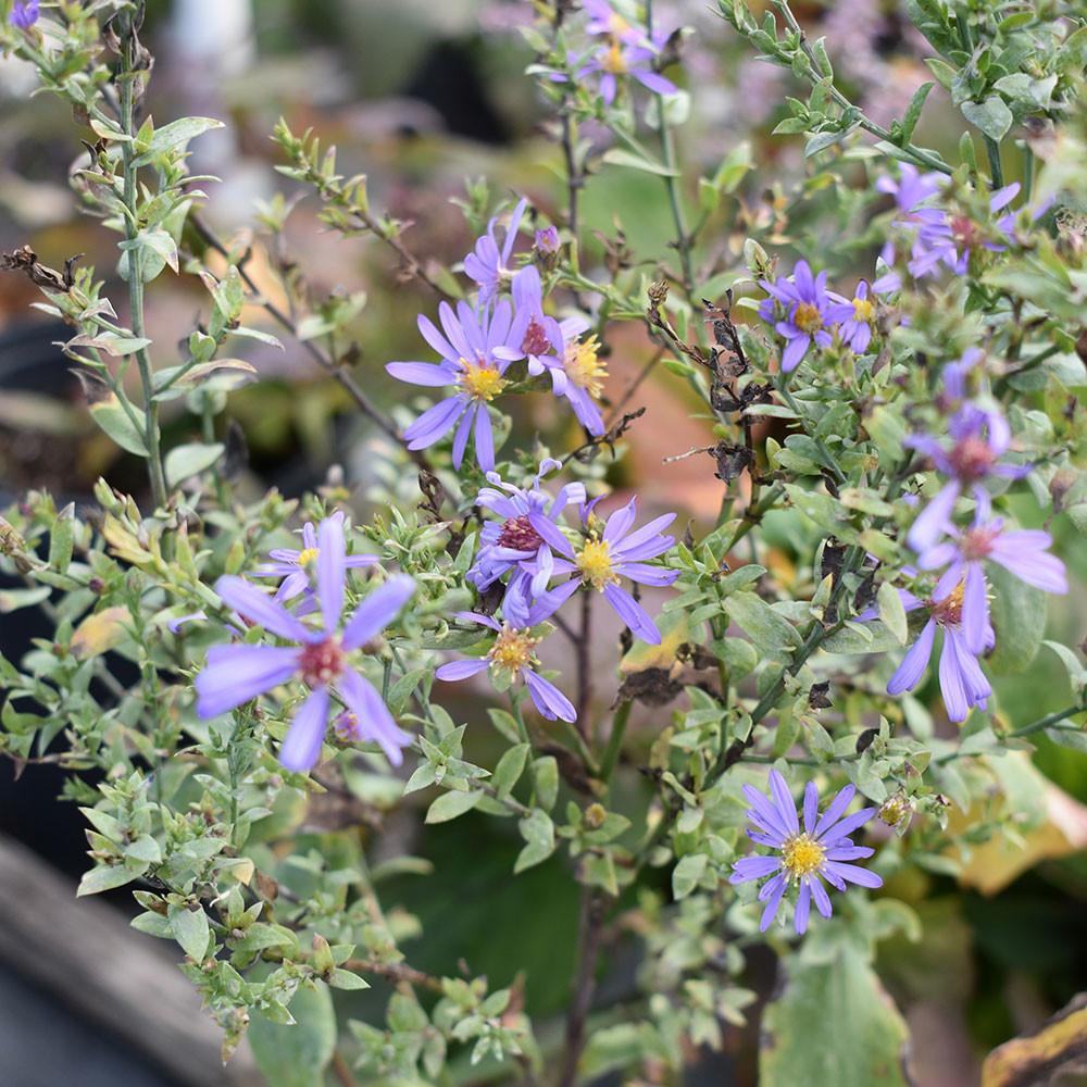 Aster laevis 'Bluebird' Horsford Gardens and Nursery