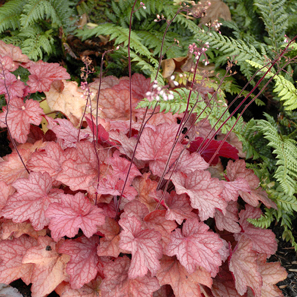 Heuchera Peach' Horsford Gardens and Nursery