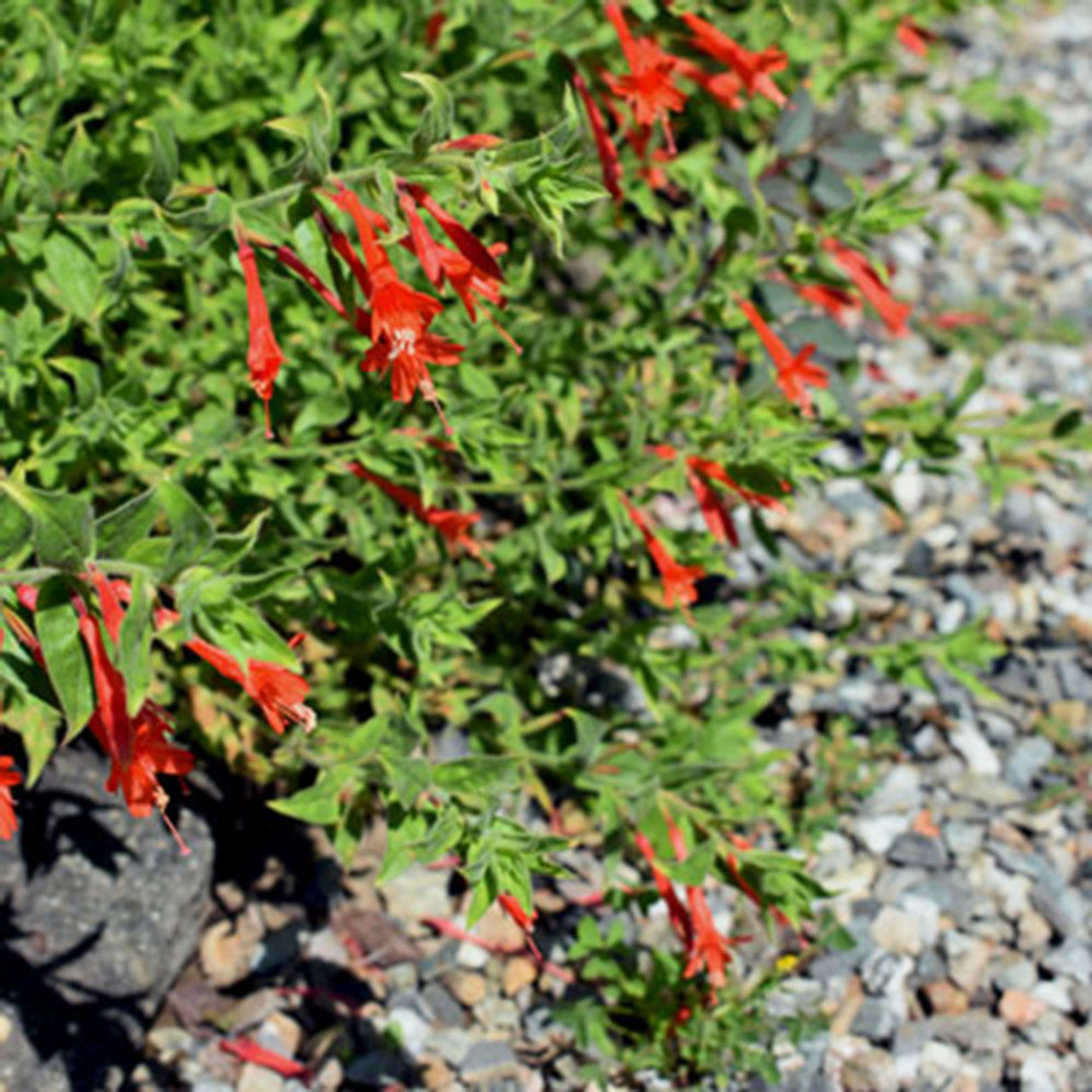 Zauschneria 'Orange Carpet' Horsford Gardens and Nursery