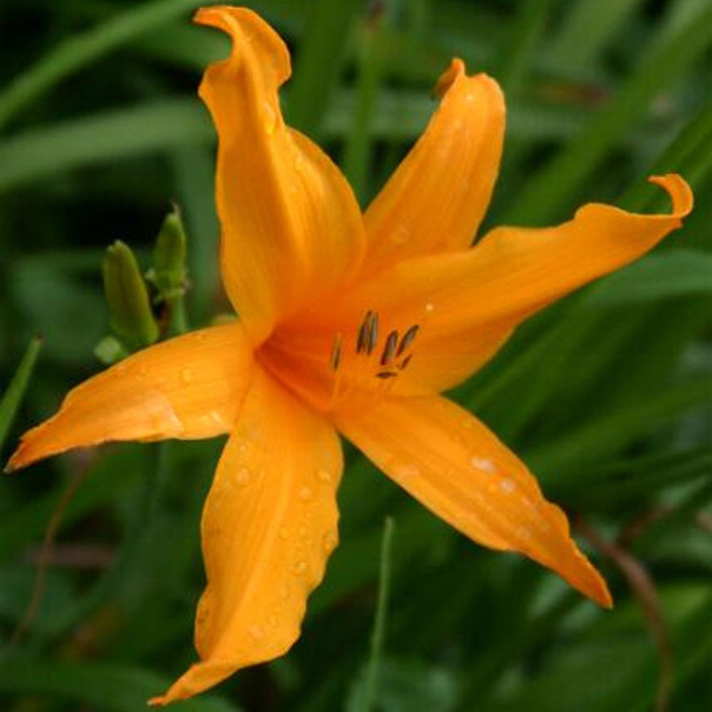Hemerocallis 'Valient'