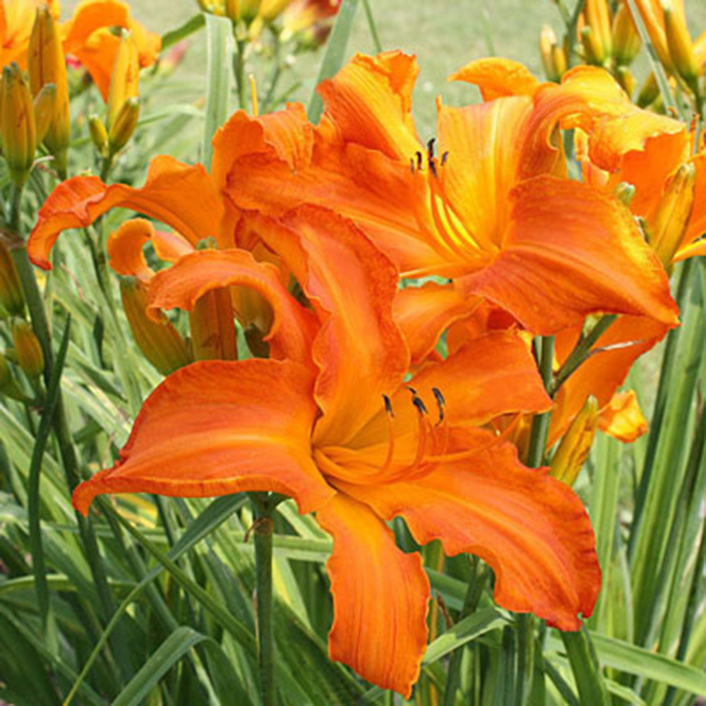 Hemerocallis 'Primal Scream' - Horsford Gardens and Nursery
