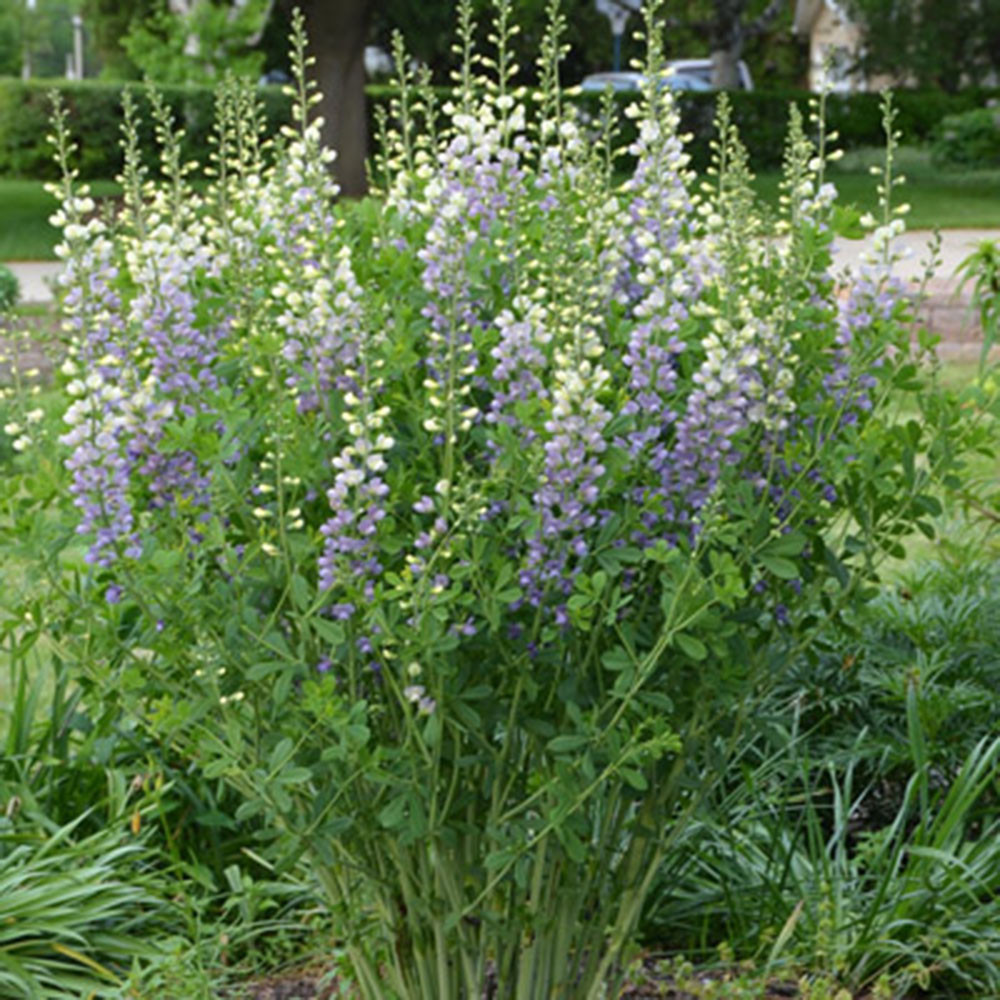 Baptisia 'Cherries Jubilee' - Thumbnail 2