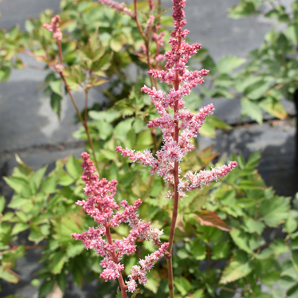 Horsford Nursery Astilbe chinensis Mighty Pip