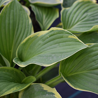 monstera deliciosa var compacta Monstera Deliciosa var. Borsigiana Variegata Large main image 0