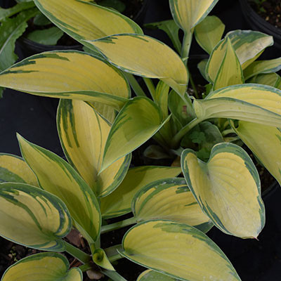 Hosta 'June' - Horsford Gardens and Nursery