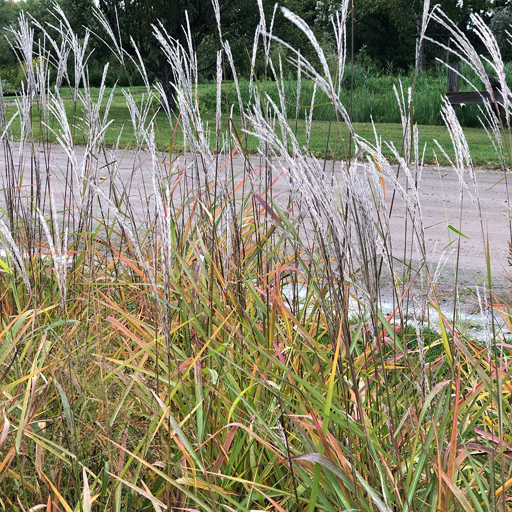 Miscanthus o. 'Purpurescens'