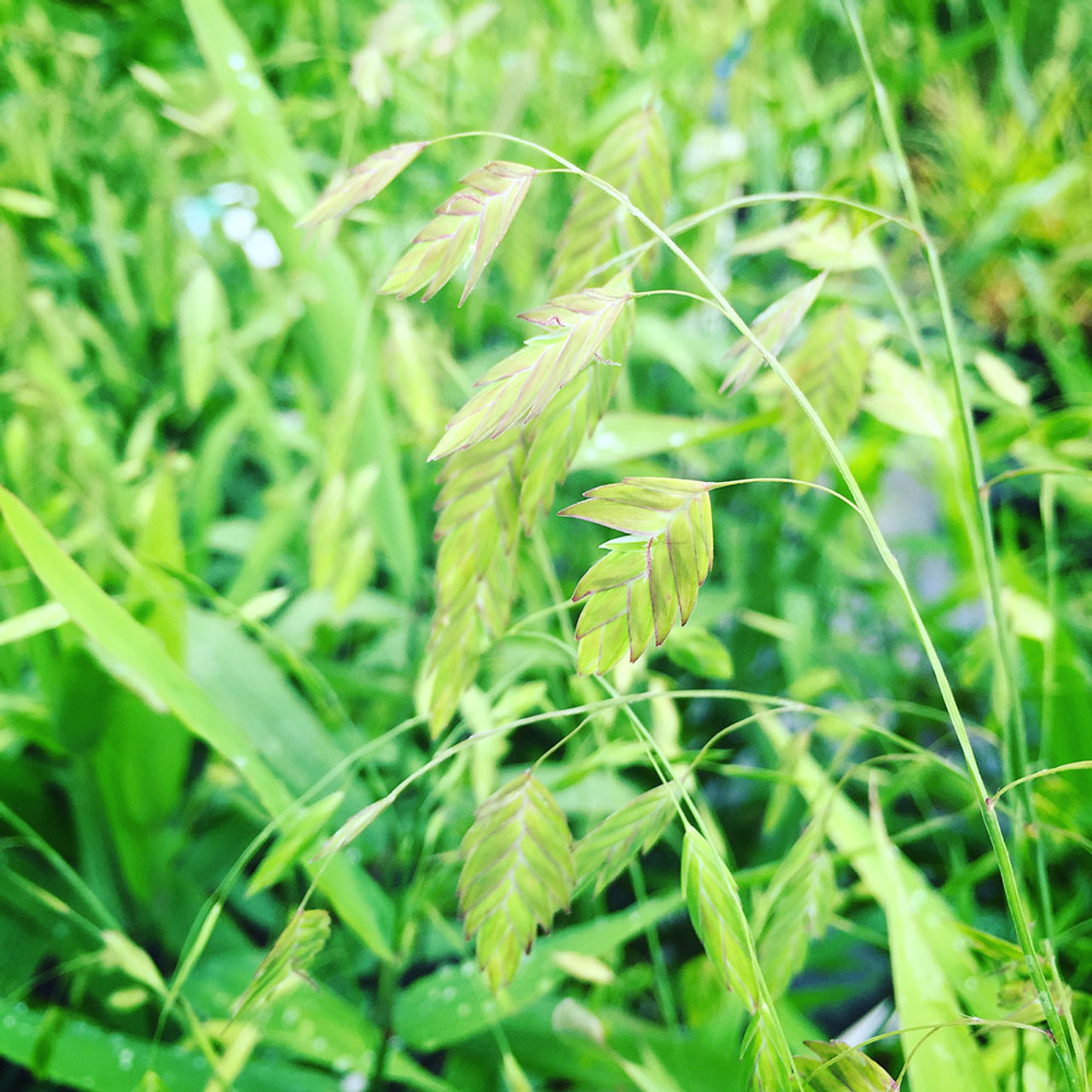 northern sea oats chasmanthium latifolium