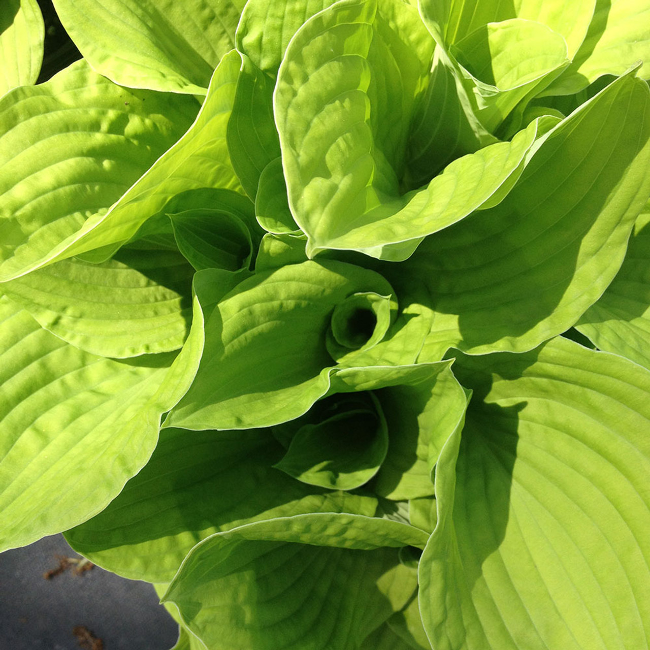 Hosta sum substance horsford gardens and nursery