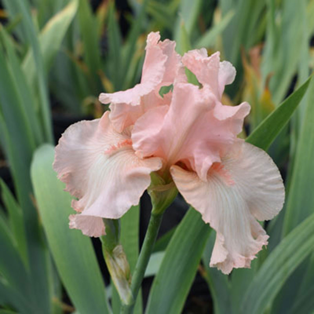 Iris germanica 'Beverly Sills' - Horsford Gardens and Nursery