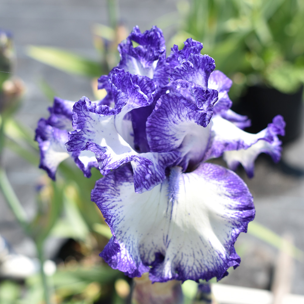 Iris germanica 'Hemstitched' - Horsford Gardens and Nursery