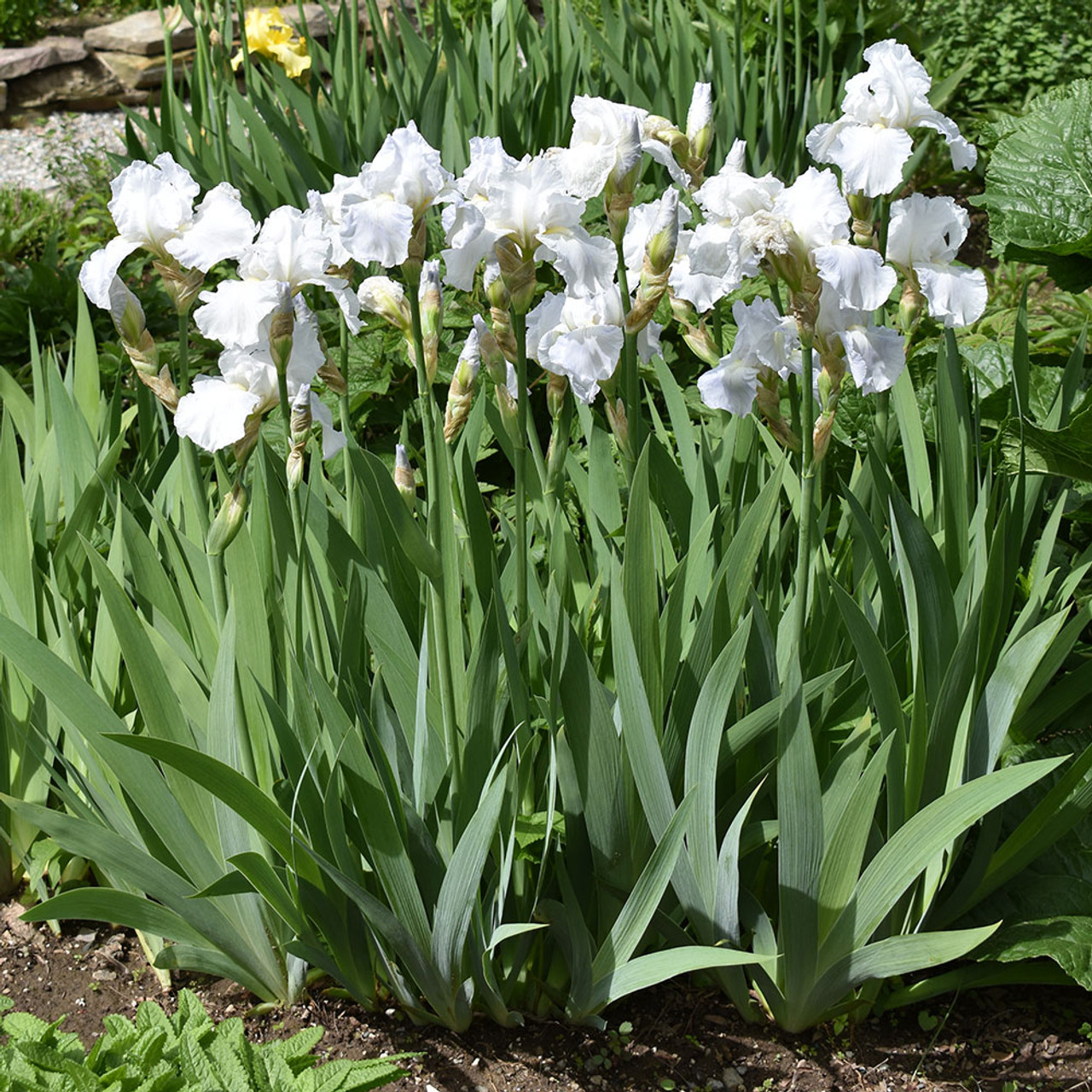 Iris germanica 'Immortality' - Reblooming