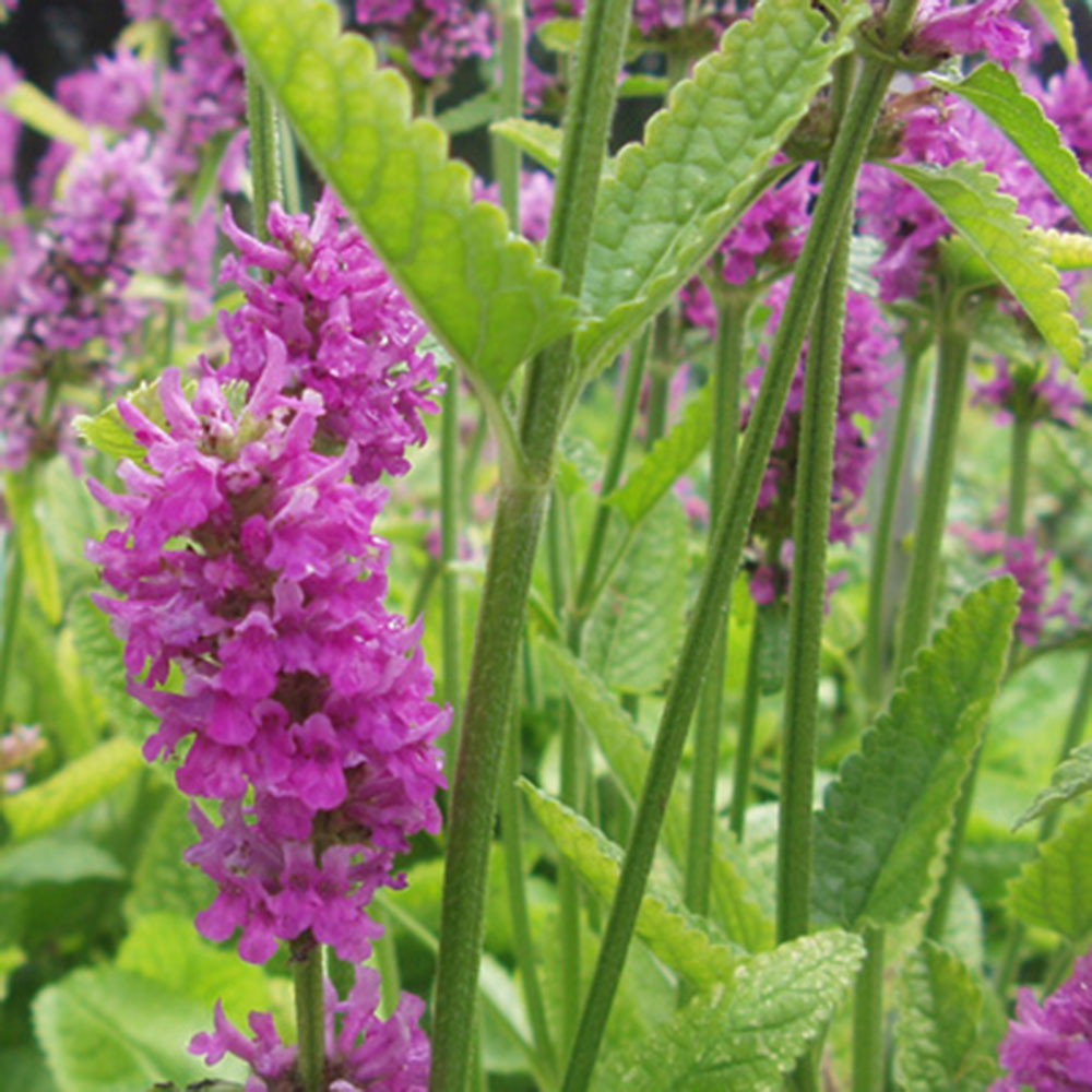Stachys monieri 'Hummelo' Horsford Gardens and Nursery