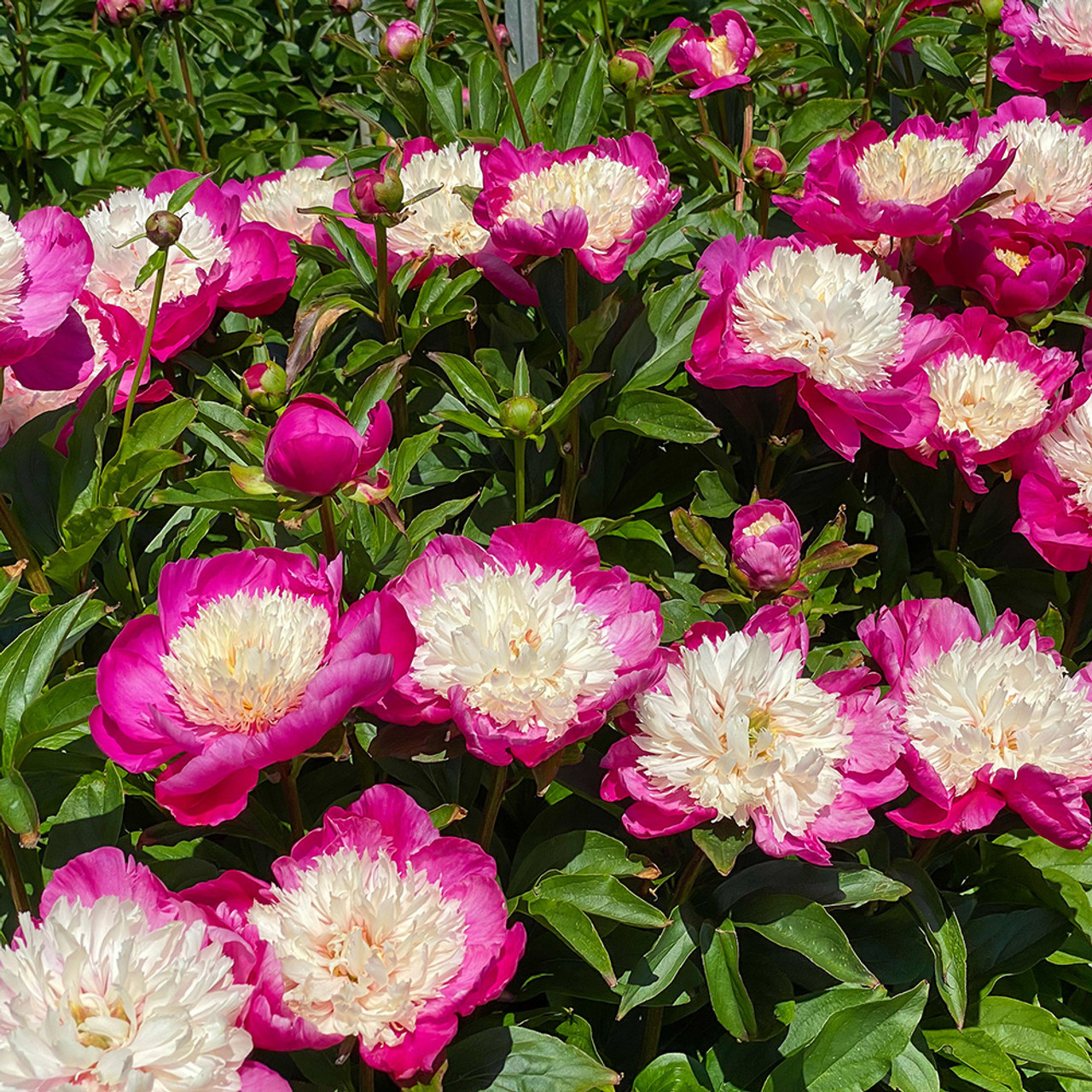 Paeonia 'White Cap' - Horsford Gardens and Nursery