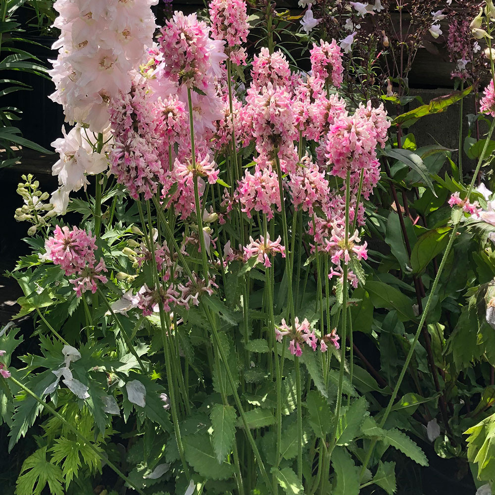 Stachys officinalis 'Pink Cotton Candy'