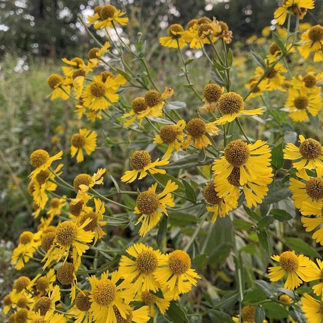 Helenium autumnale - Horsford Gardens and Nursery