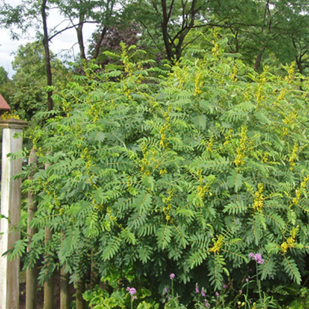 Senna hebecarpa Horsford Gardens and Nursery
