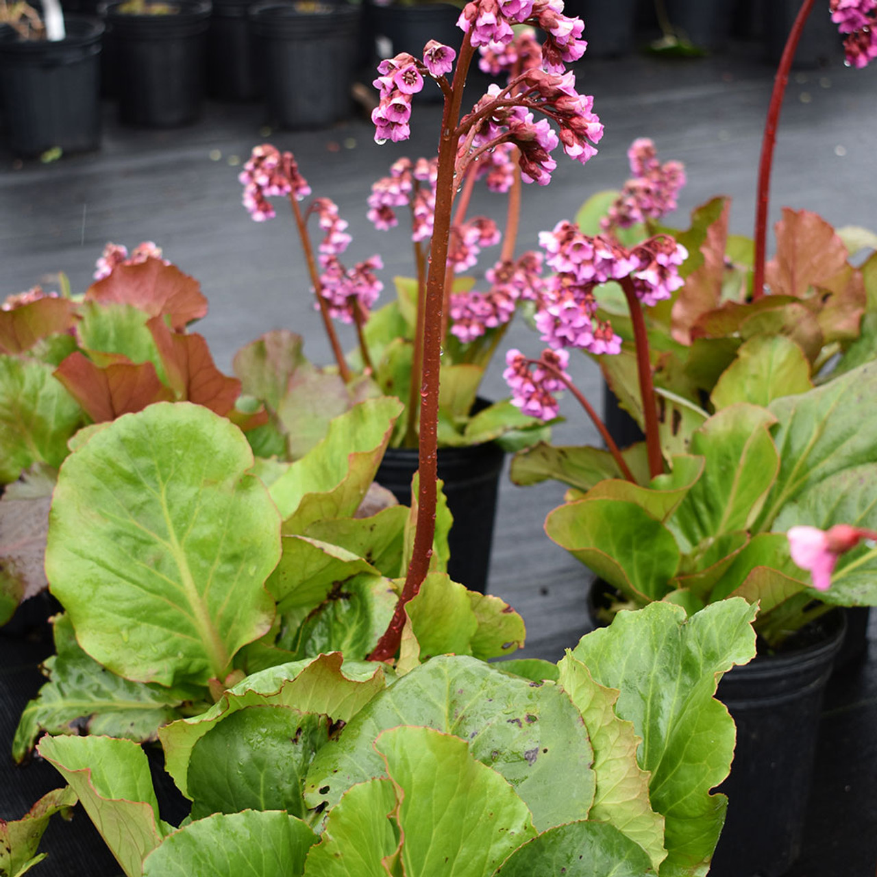 cordifolia 'Winter Glow' - Horsford Gardens and Nursery