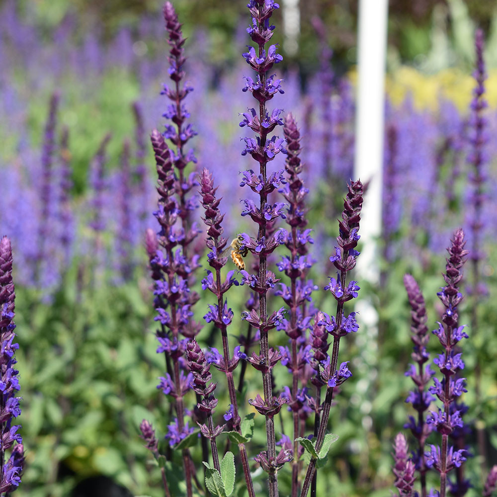 Salvia nemorosa Caradonna