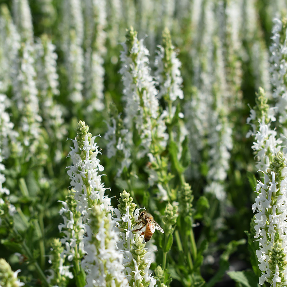 Salvia nemorosa 'Snow Hill' - Horsford Gardens and Nursery