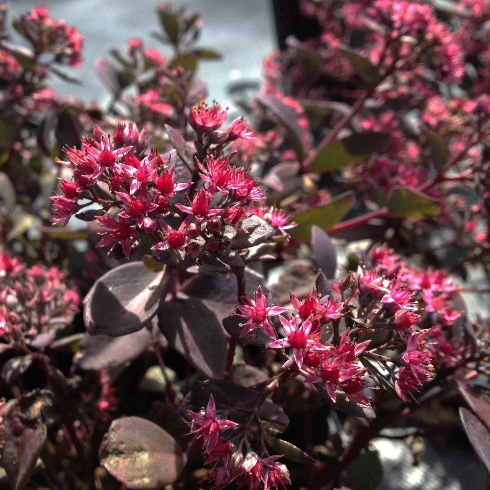 Sedum 'Vera Jameson' - Horsford Gardens and Nursery