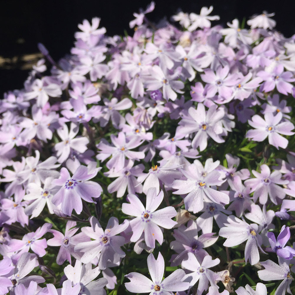 ブルマァク　エレドータス Phlox subulata 'Emerald Blue' - Horsford Gardens and Nursery