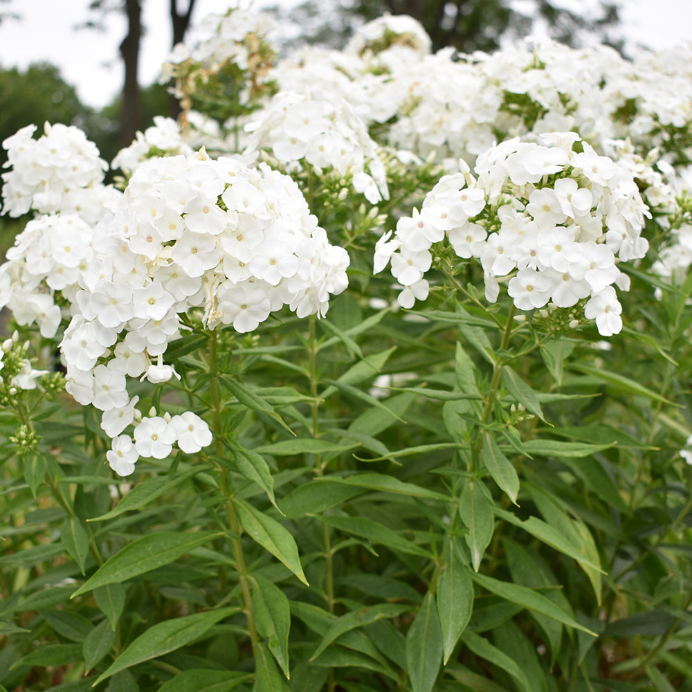 #1 Phlox Pan David Upright Garden