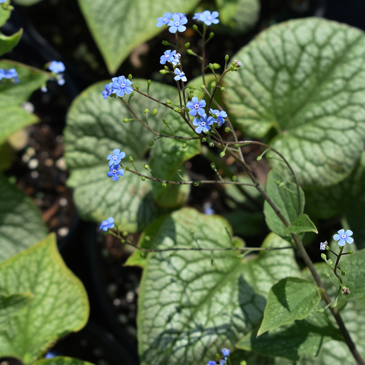 Brunnera 'Alexander's Great' - Horsford and