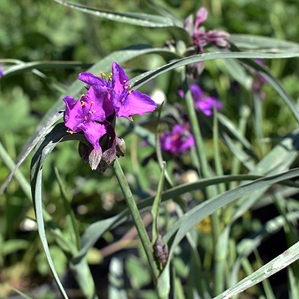 Tradescantia 'Concord Grape' - Horsford Gardens and Nursery